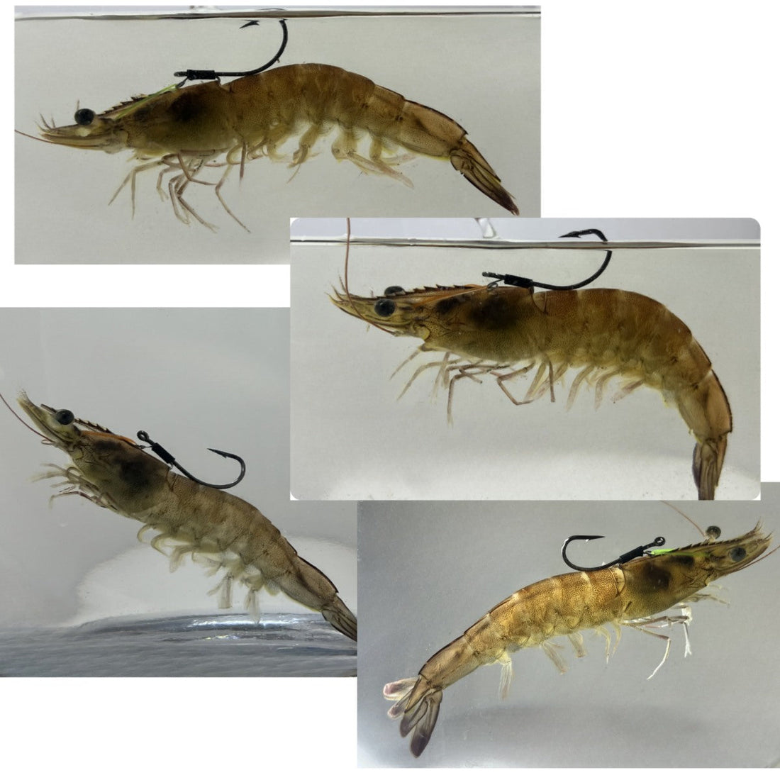 Live Bait Hooks, Shrimp Harnesses, and "Shrimp Walkers": Game-Changers or Marketing Hype?